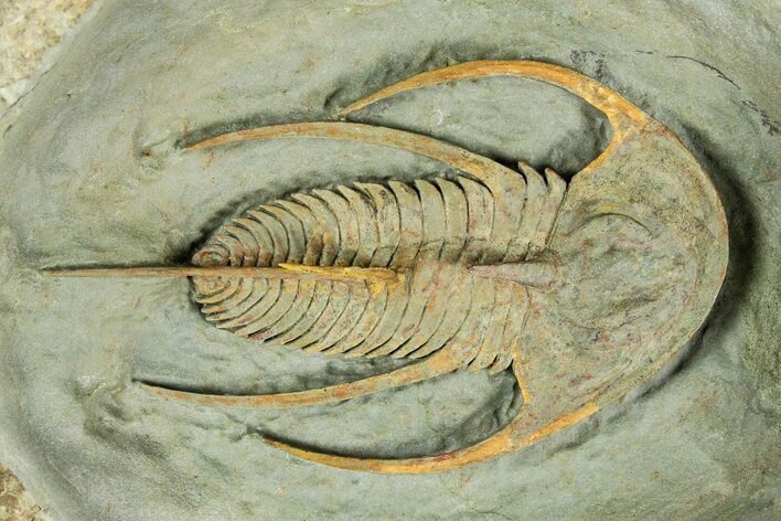 Early Cambrian Fallotaspis - Tazemmourt, Morocco #252085